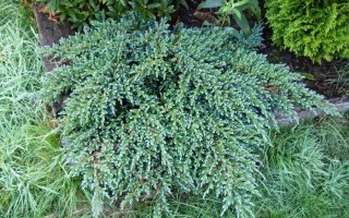 Juniperus squam. 'Little Joanna', 15–20 cm