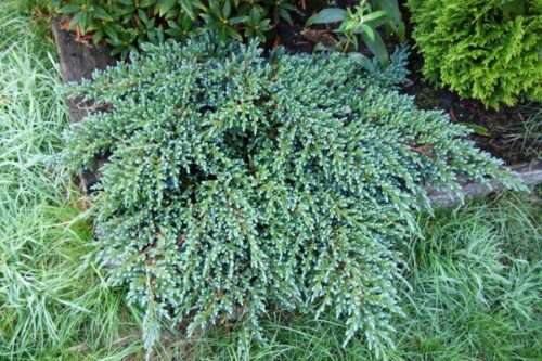 Juniperus squam. 'Little Joanna', 15–20 cm - Obrázek 1