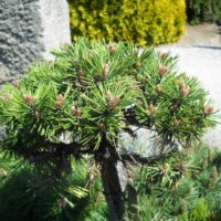 Pinus nigra Bonsai 'Kalouš' 30–40 cm