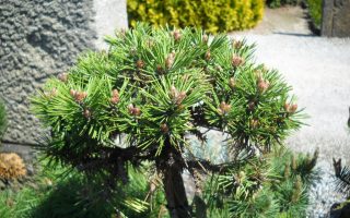 Pinus nigra Bonsai 'Kalouš' 30–40 cm