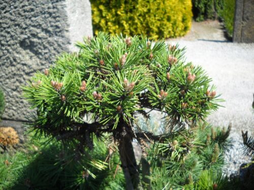 Pinus nigra Bonsai 'Kalouš' 30–40 cm - Obrázek 1