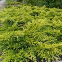 Juniperus media 'Goldkissen' 20–25 cm