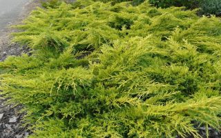 Juniperus media 'Goldkissen' 20–25 cm