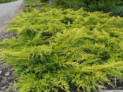 Juniperus media 'Goldkissen' 20–25 cm - Obrázek 1