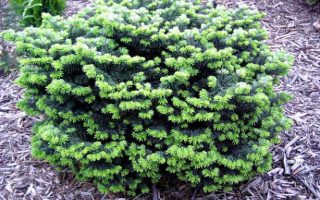 Abies balsamea 'Globosa'