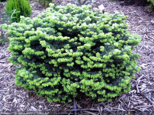 Abies balsamea 'Globosa' - Obrázek 1