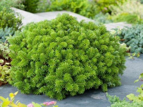 Abies koreana 'Brillant' 15–20 cm - Obrázek 1