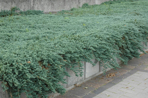 Juniperus horizontalis 'Ice Blue' - Obrázek 1