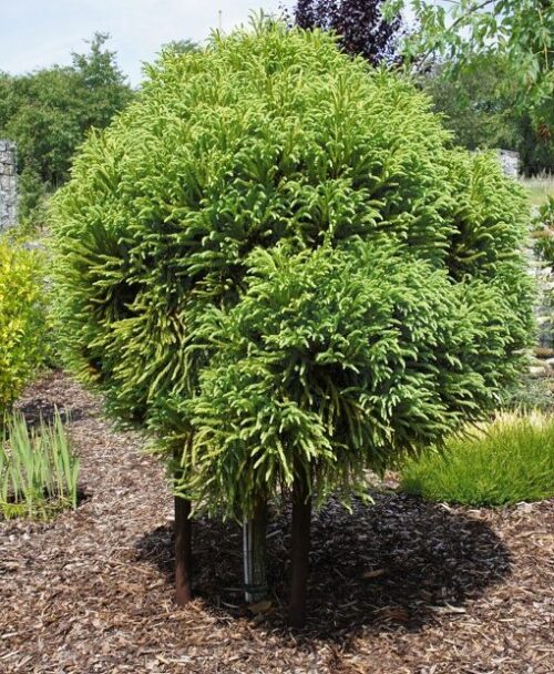 Cryptomeria japonica 'Globosa Nana' - Obrázek 1