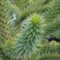 Araucaria 'araucana' 20–30 cm