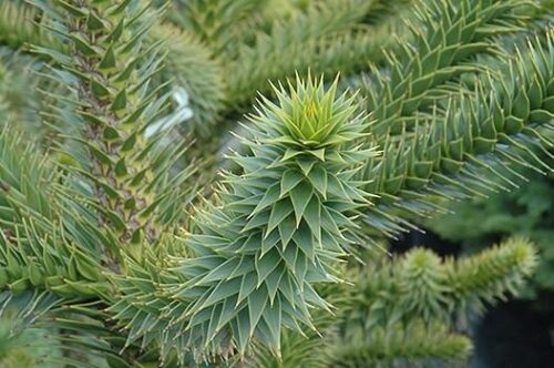 Araucaria 'araucana' 20–30 cm - Obrázek 1