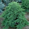 Juniperus procumbens 'Nana' - Kontejner 2 l,. v. 20-30 cm