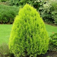 Konifery mix Thuja orientalis 'Aurea Nana'
