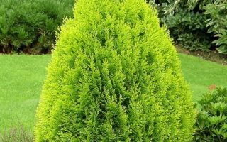 Konifery mix Thuja orientalis 'Aurea Nana'