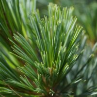 Pinus Flexilis 'Wolf´s Pyramid' 40–60 cm, výška v dospělosti 9m