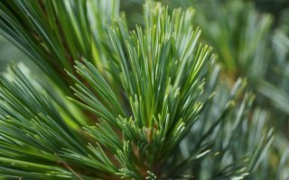Pinus Flexilis 'Wolf´s Pyramid' 40–60 cm, výška v dospělosti 9m