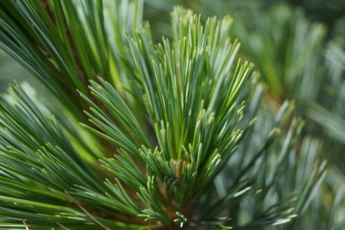 Pinus Flexilis 'Wolf´s Pyramid' 40–60 cm, výška v dospělosti 9m - Obrázek 1