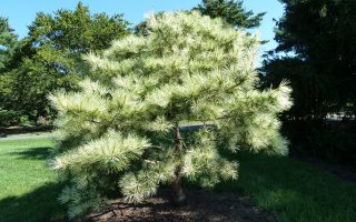 Pinus densiflora 'Oculus Draconis' 60–80 cm, výška v dospělosti 10m