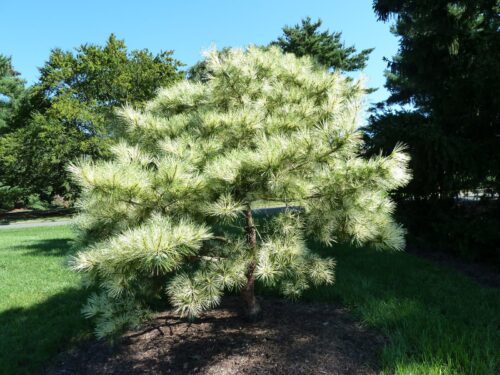 Pinus densiflora 'Oculus Draconis' 60–80 cm, výška v dospělosti 10m - Obrázek 1
