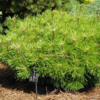 Pinus densiflora 'Jane Kluis'