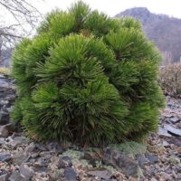 Pinus leucodermis 'Schmidtii' 15–20 cm, výška v dospělosti 0,5m