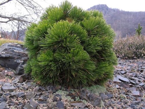Pinus leucodermis 'Schmidtii' 15–20 cm, výška v dospělosti 0,5m - Obrázek 1