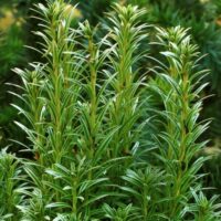 Taxus baccata 'Ivory Tower' 20–30 cm