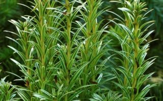 Taxus baccata 'Ivory Tower' 20–30 cm