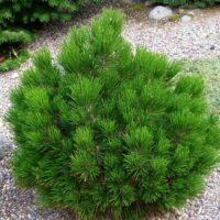 Pinus leucodermis 'Schmidtii' 15–20 cm, výška v dospělosti 0,5m