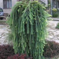 Larix decidua 'Pendula'