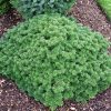 Abies koreana 'Tundra' - Kontejner 5 l, v. 20-30 cm