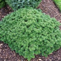 Abies koreana 'Tundra'