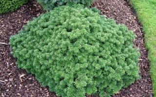 Abies koreana 'Tundra'