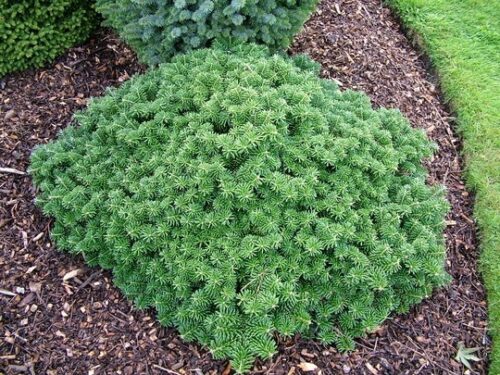 Abies koreana 'Tundra' - Obrázek 1