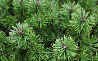 Pinus mugo 'Humpy' 20–30 cm, výška v dospělosti 0,5m