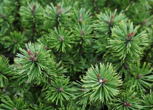 Pinus mugo 'Humpy' 20–30 cm, výška v dospělosti 0,5m - Image 1