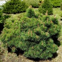 Pinus mugo 'Picobello', 5–10 cm, výška v dospělosti 1m