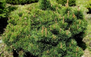 Pinus mugo 'Picobello', 5–10 cm, výška v dospělosti 1m