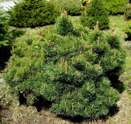 Pinus mugo 'Picobello', 5–10 cm, výška v dospělosti 1m - Obrázek 1