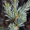 Cedrus atlantica 'Glauca' - Kontejner 18 l, v. 100-125 cm