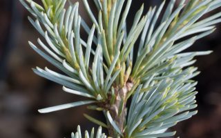 Cedrus atlantica 'Glauca'