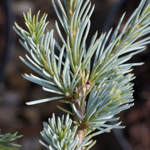 Cedrus atlantica 'Glauca' - Obrázek 1