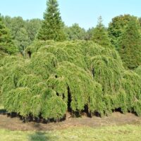 Tsuga canadensis 'Pendula', 25–30 cm