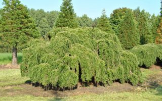 Tsuga canadensis 'Pendula', 25–30 cm