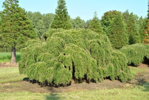 Tsuga canadensis 'Pendula', 25–30 cm - Obrázek 1