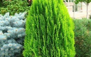 Thuja orient. 'Morgan', 20–25 cm