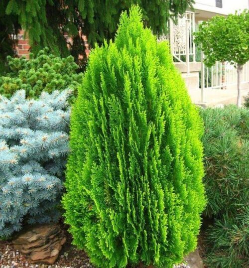 Thuja orient. 'Morgan', 20–25 cm - Obrázek 1
