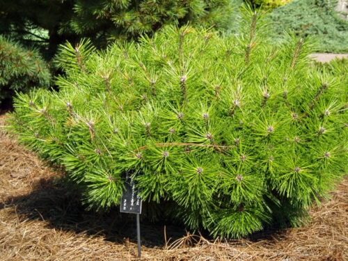 Pinus densiflora 'Jane Kluis' 40KM, výška v dospělosti 75cm - Image 1