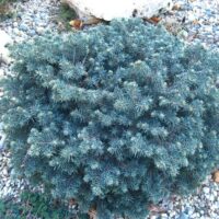 Picea pungens 'Waldbrunn', 30–40 cm