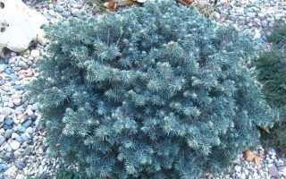 Picea pungens 'Waldbrunn', 30–40 cm